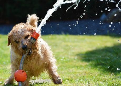 Como alejar los perros del jardín: Cosas que funcionan 3 Como alejar los perros del jardín: Cosas que funcionan 3