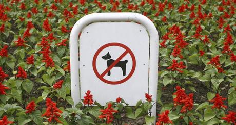 como alejar los perros del jardín como alejar los perros del jardín