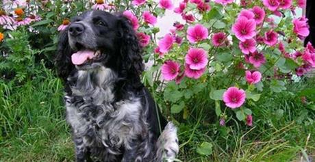 Como alejar los perros del jardín: Cosas que funcionan 2 Como alejar los perros del jardín: Cosas que funcionan 2