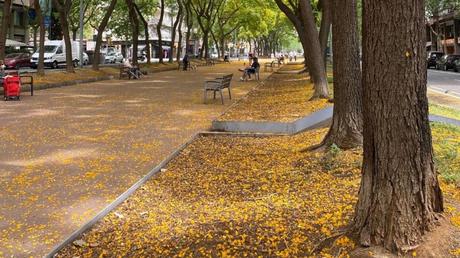 ¿Sabes cuál es el paseo de las Acacias de Barcelona?