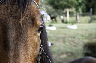 Los ojos de los caballos.