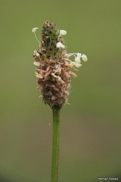 Sietevenas (Plantago lanceolata)