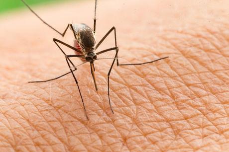 Rentokil Initial: Chinches y otras plagas, compañeros indeseados en el Camino de Santiago