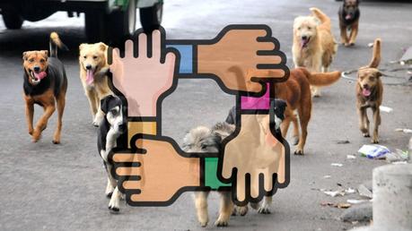 En memoria de perrito regalaran costales de alimento a quien ayude perros de la calle