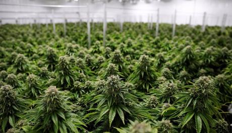 Perú: El cultivo marihuana medicinal está a un paso de ser legal