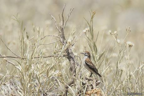 Ruta 1, playa y aves Ruta 1, playa y aves