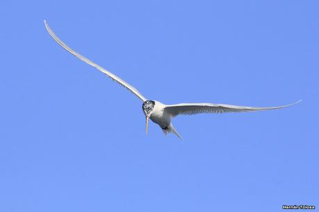 Ruta 1, playa y aves