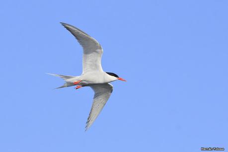 Ruta 1, playa y aves