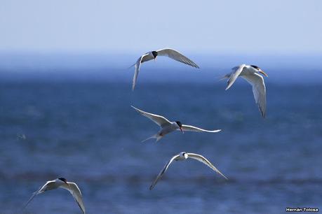 Ruta 1, playa y aves