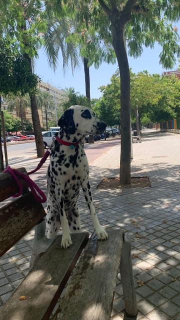 Dietario 157 Dietario 157