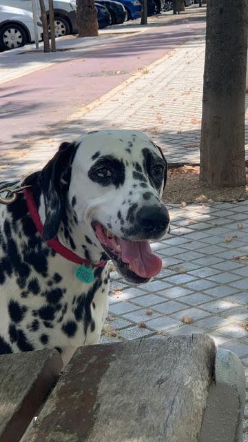 Dietario 157 Dietario 157