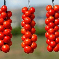 Las variedades de tomate más populares en España
