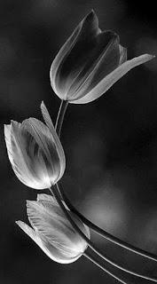 Quién es y que ha hecho...