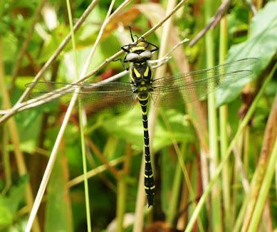 Libélula tigre, un largo periodo de vuelo