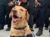 Miami: Perro queda paralitico luego ayudar familias Surfside