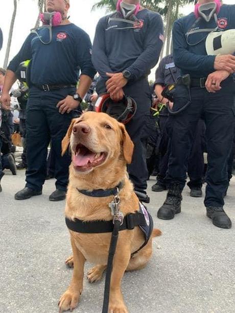 Miami: Perro queda paralitico luego de ayudar a las familias en Surfside