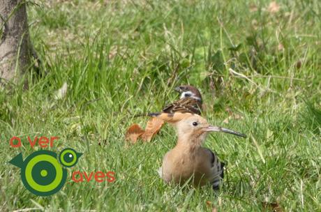 Con la espátula, la cigüeñuela y el cuervo: 131 especies con #AulasEnLosParques