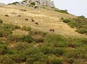 Llamada urgencia cordura