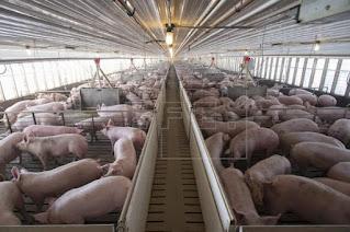 El sector del porcino en Aragón