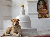 Invitación Zazenkai julio 2021. Mordido vida