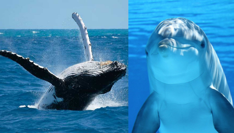 23 de Julio – Día Mundial de la Ballena y el Delfín