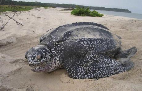 Gabón, maravillosa selva, Parques Nacionales y playas