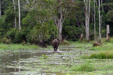 Gabón, maravillosa selva, Parques Nacionales y playas