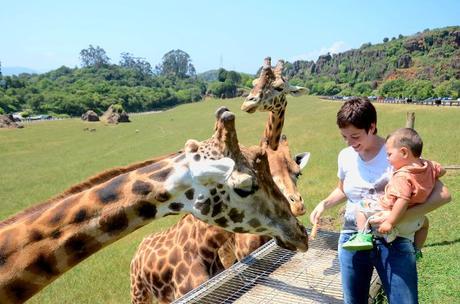 Parque de la Naturaleza de Cabárceno, con animales en semilibertad