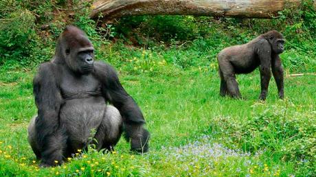 Parque de la Naturaleza de Cabárceno, con animales en semilibertad