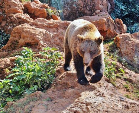 Parque de la Naturaleza de Cabárceno, con animales en semilibertad