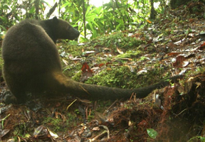 El tenkile: sorpresa en las selvas de Nueva Guinea