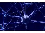 ¿Cómo cerebro regula cada tipo alimentación?