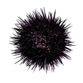 La luz que ciega nuestros ojos cuando nos encandilamos al ver la factura