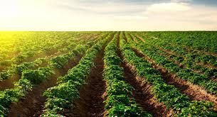 L a Agricultura: el real ejemplo de interes de la humanidad.