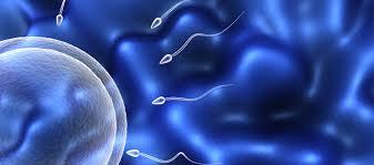 Resultado de imagen para leyes reproduccion