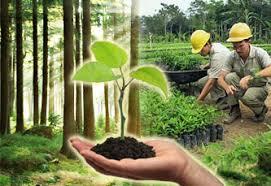 Resultado de imagen para ingenieria forestal