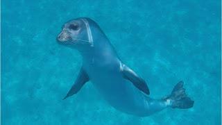 Matan de un arponazo a la foca monje más emblemática del Mediterráneo.