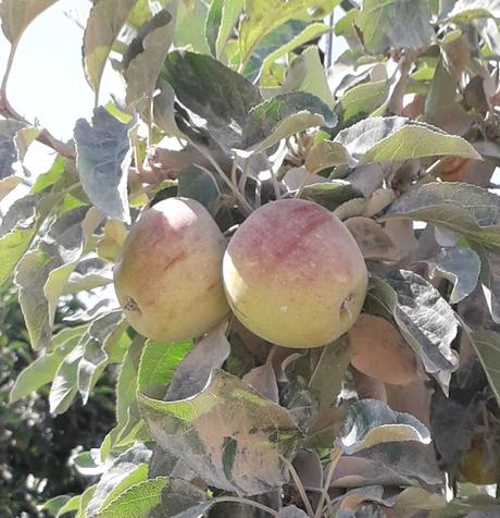 Dictaduras Digitales: El Mundo que Emerge