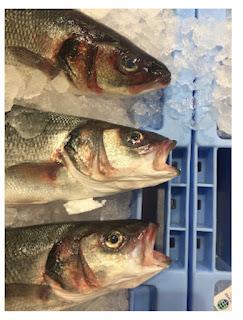 Peces, conejos y moscas Peces, conejos y moscas