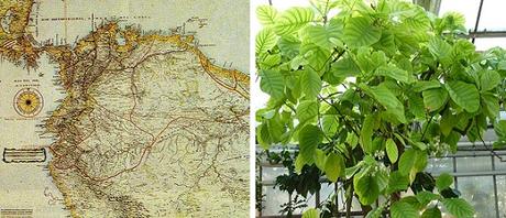 Mapa del Virreinato de Nueva Granada en el siglo XVIII. Planta de la Quina. Mapa Virreinato Nueva Granada Planta Quina