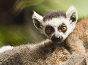 Loro Parque bienvenida nueva cría lémur cola anillada