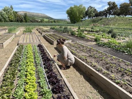 Sardón de Duero: un lugar con el que soñar
