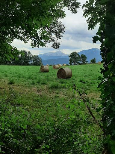 Experimento. Martes 3 de agosto