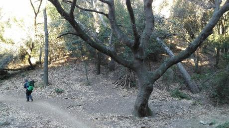 Camí a la Font de Can Merlès