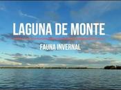 Video: Laguna Monte (fauna invernal)
