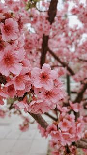 Florecer en Invierno - Prunus