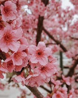 Florecer en Invierno - Prunus