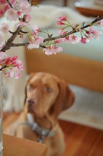 Florecer en Invierno - Prunus