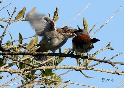 EJERCICIO DE IDENTIFICACIÓN DE UNAS AVES DE LAREDO