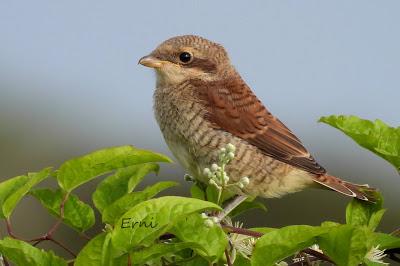 EJERCICIO DE IDENTIFICACIÓN DE UNAS AVES DE LAREDO